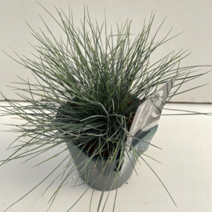 Festuca glauca 'Elijah Blue'