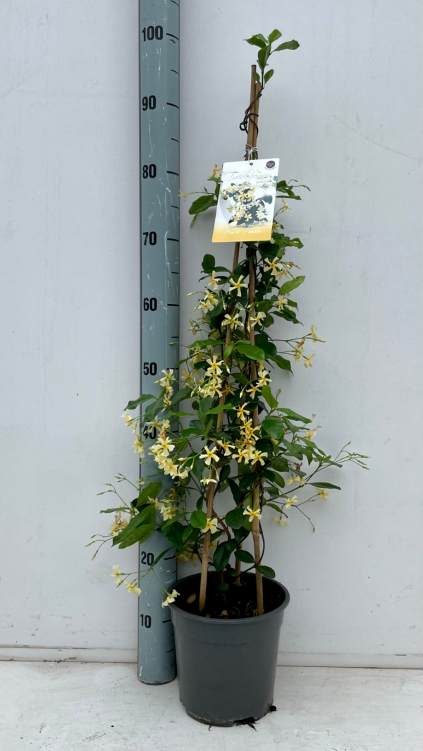 Trachelospermum jasminoides Star Of Toscane