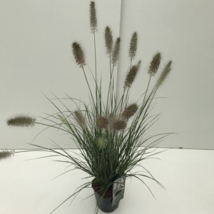 Pennisetum alopecuroides 'Hameln'