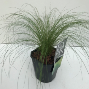 Stipa tenuifolia 'Ponytails'