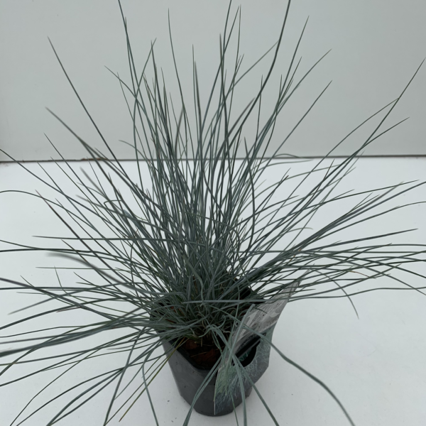 Festuca glauca 'Elijah Blue'