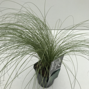 Carex comans 'Frosted Curls'