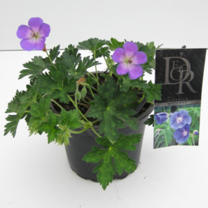 Geranium Rozanne in tray