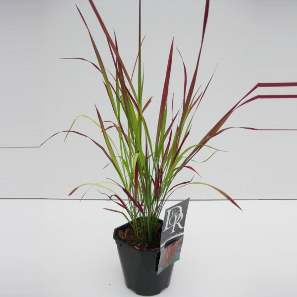 Imperata cylindrica 'Red Baron'