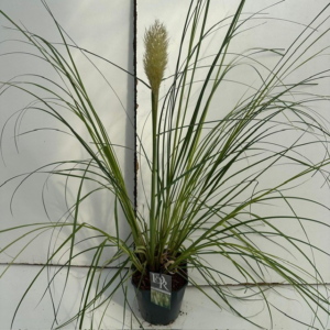 Cortaderia selloana 'Pumila'