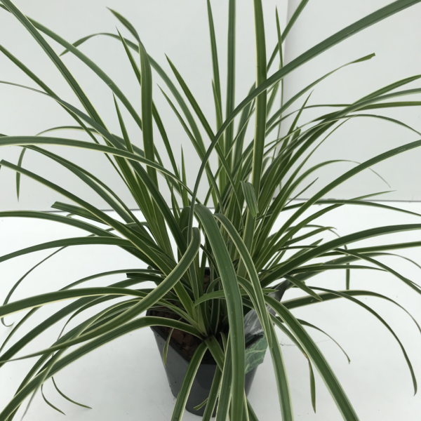 Carex morrowii 'Ice Dance'