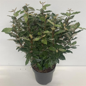 Elaeagnus x ebbingei