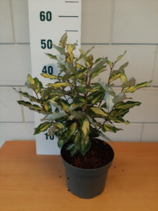 Elaeagnus x ebbingei Viveleg