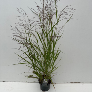 Panicum virgatum 'Squaw'