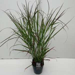 Panicum virgatum 'Squaw'