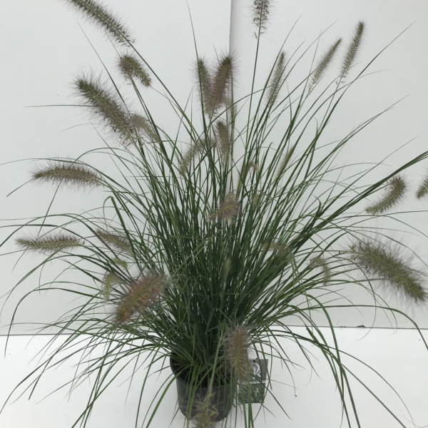 Pennisetum alopecuroides 'Hameln'