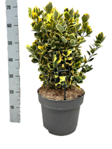 Euonymus japonicus Marieke