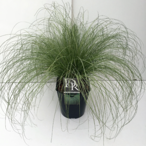 Carex comans 'Frosted Curls'