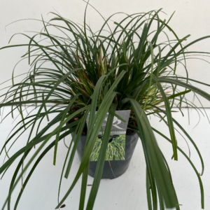 Carex oshimensis 'Evergreen'