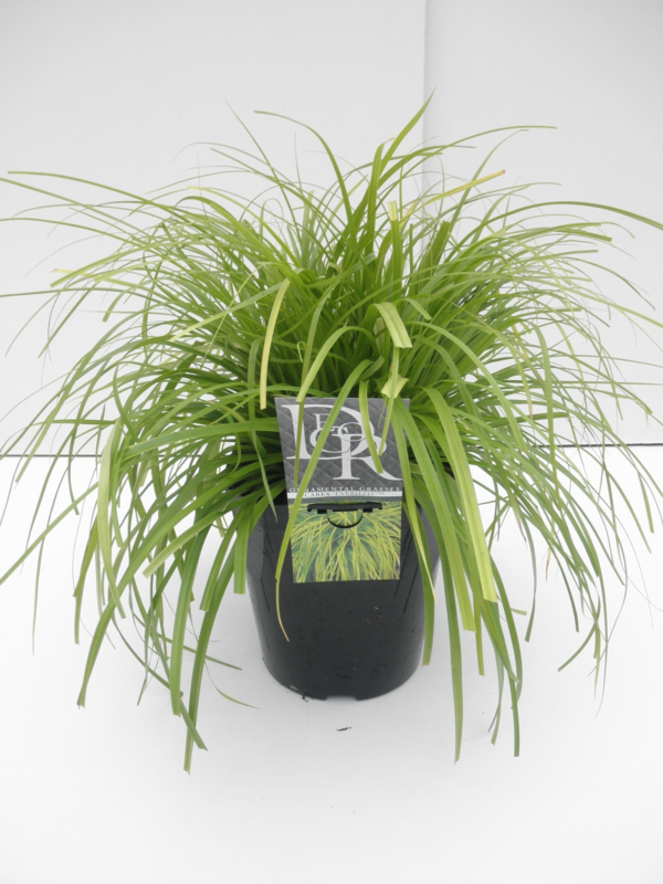 Carex oshimensis 'Evercolor Everillo'