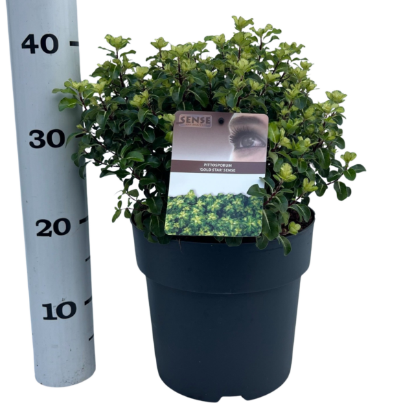 Pittosporum tenuifolium Gold Star sense