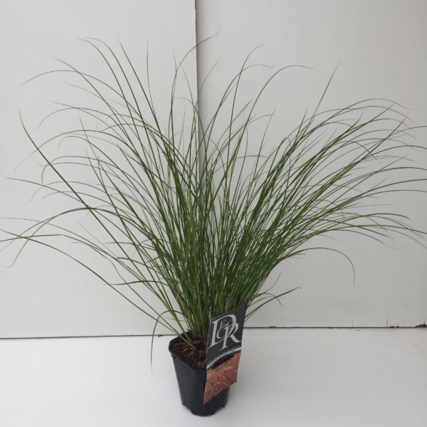 Carex 'Prairy Fire'