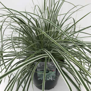 Carex oshimensis 'Everest'