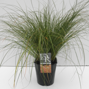 Carex testacea 'Prairie Fire Color Grass'