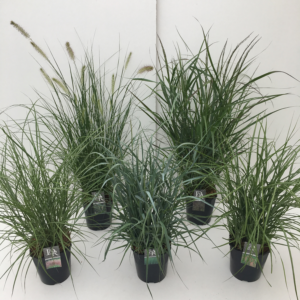 Carex mix