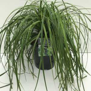 Carex oshimensis 'Everlime'