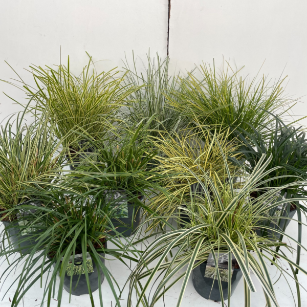 Carex mix