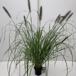 Pennisetum 'Red Head'