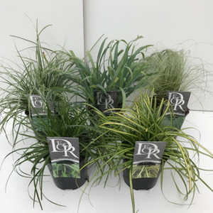 Carex Everest mix