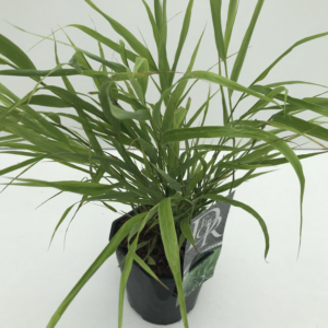 Hakonechloa macra