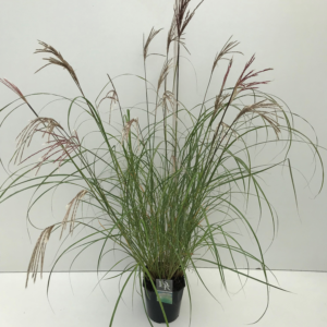 Miscanthus 'Ferner osten' mix