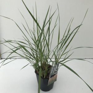 Calamagrostis acutiflora 'Karl Foerster'