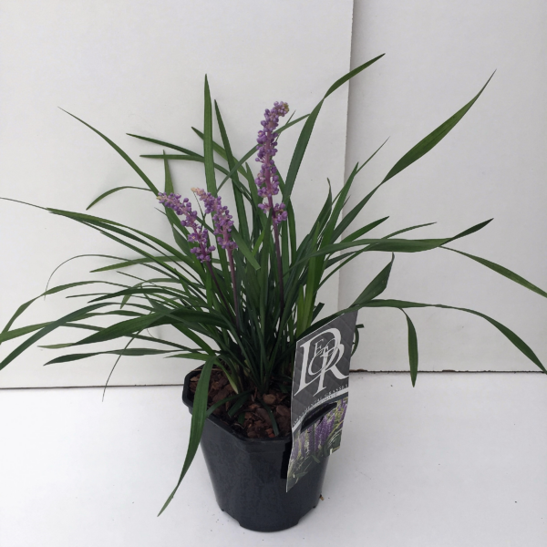 Liriope muscari 'Moneymaker'