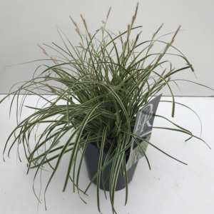 Carex oshimensis 'Evercream'