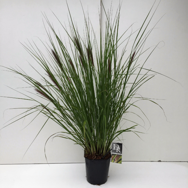 Pennisetum setaceum 'Viridescens'