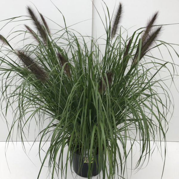 Pennisetum setaceum 'Viridescens'