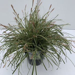 Carex oshimensis 'Evercream'