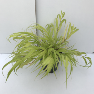 Hakonechloa macra 'Allgold'