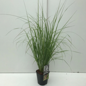 Pennisetum setaceum 'Viridescens'