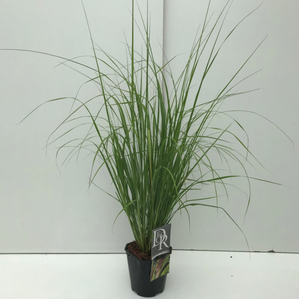 Pennisetum setaceum 'Viridescens'