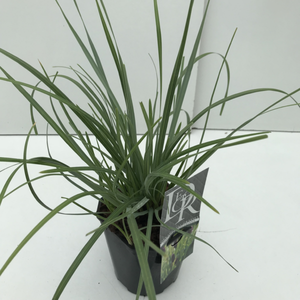 Sesleria caerulea 'Heufleriana'