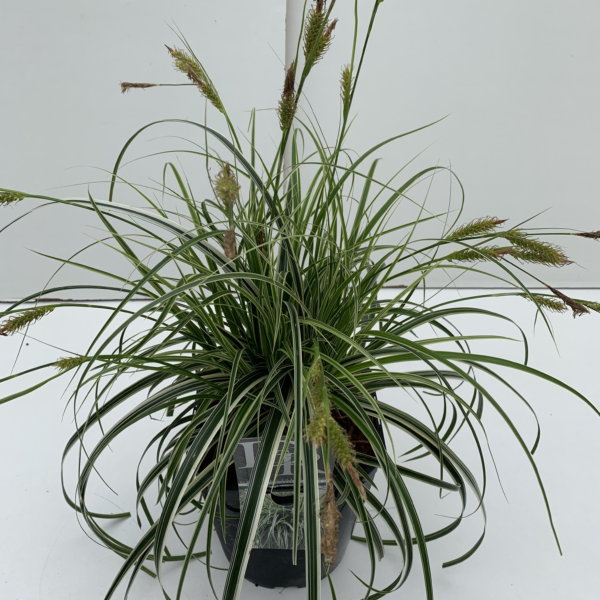 Carex comans 'Feather Falls'