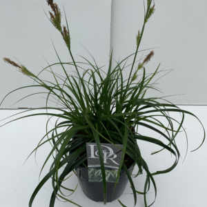 Carex comans 'Ribbon falls'