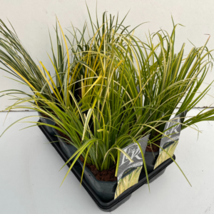 Acorus gramineus 'Ogon' mix tray