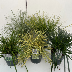 Carex oshimensis 'Everest' mix