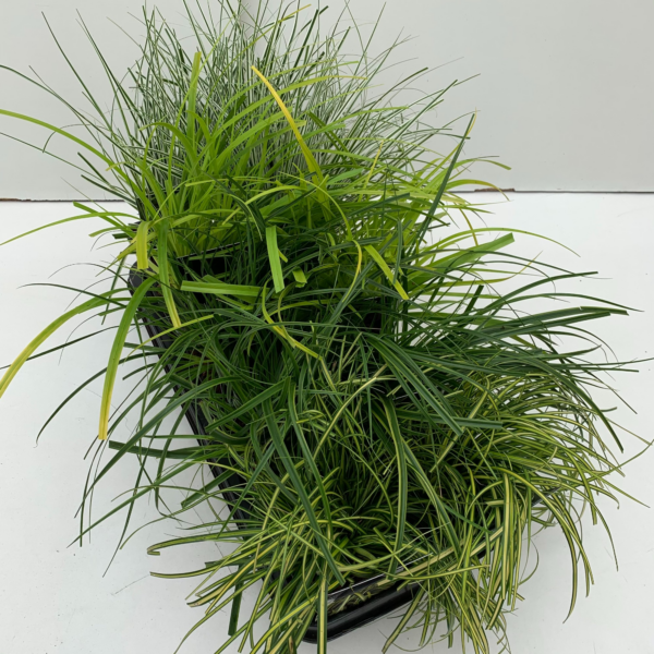 Carex oshimensis 'Evergold' mix tray