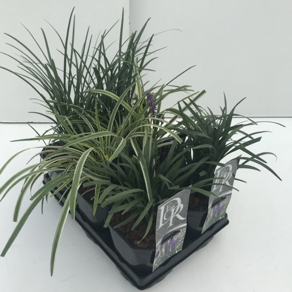 Liriope muscari mix tray