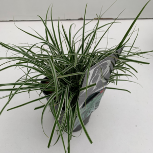 Carex oshimensis 'Everest'