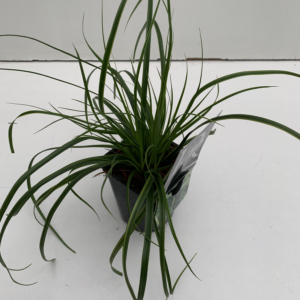 Carex oshimensis 'Evercolor Everlime'