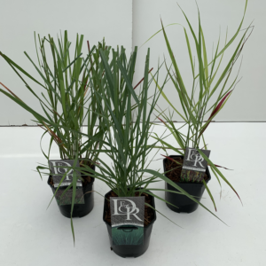 Panicum virgatum mix