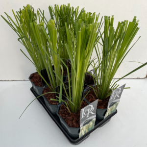 Cortaderia selloana mix tray